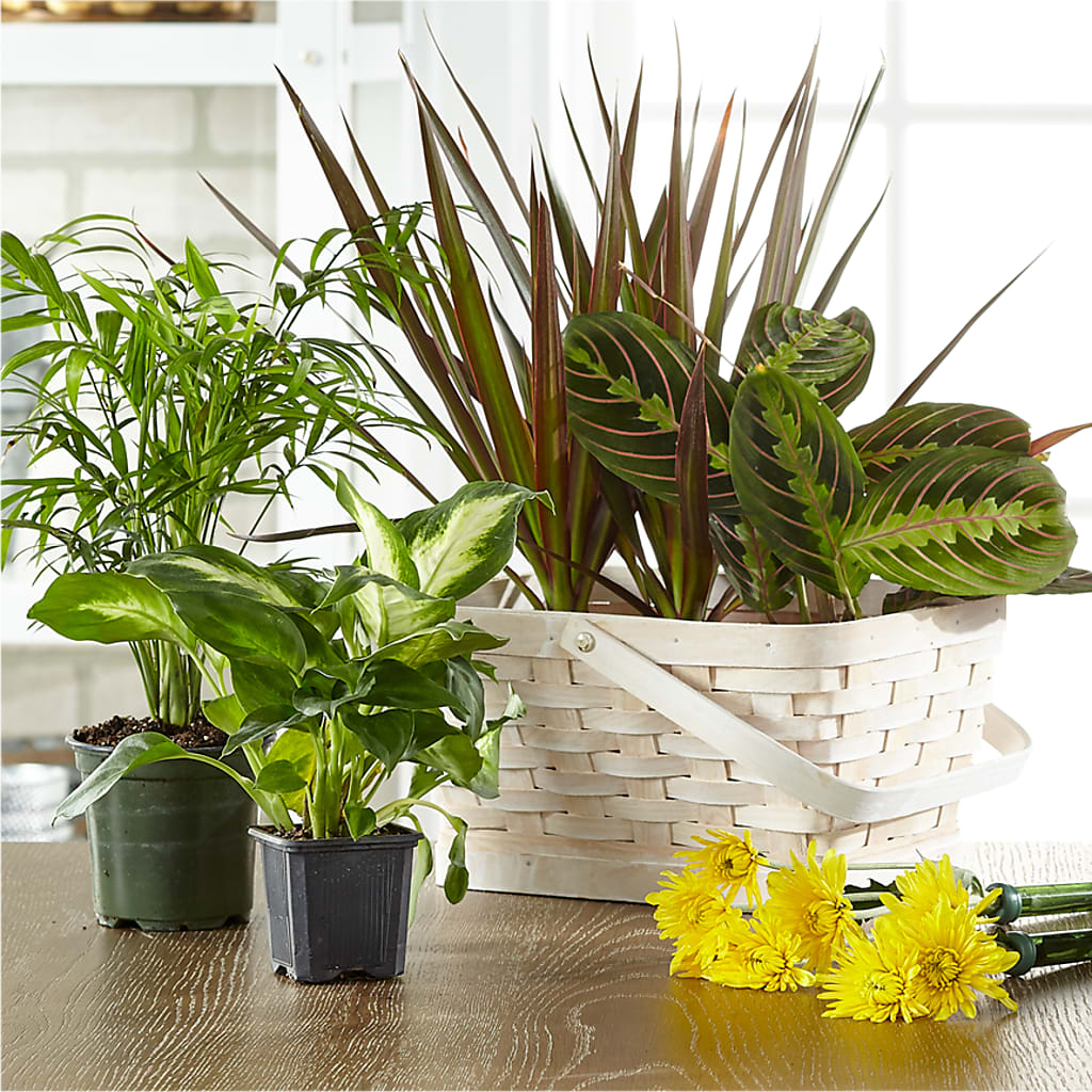 Florist Designed Blooming and Green Plants in a Basket – Heaven Sent Florist, El Paso TX