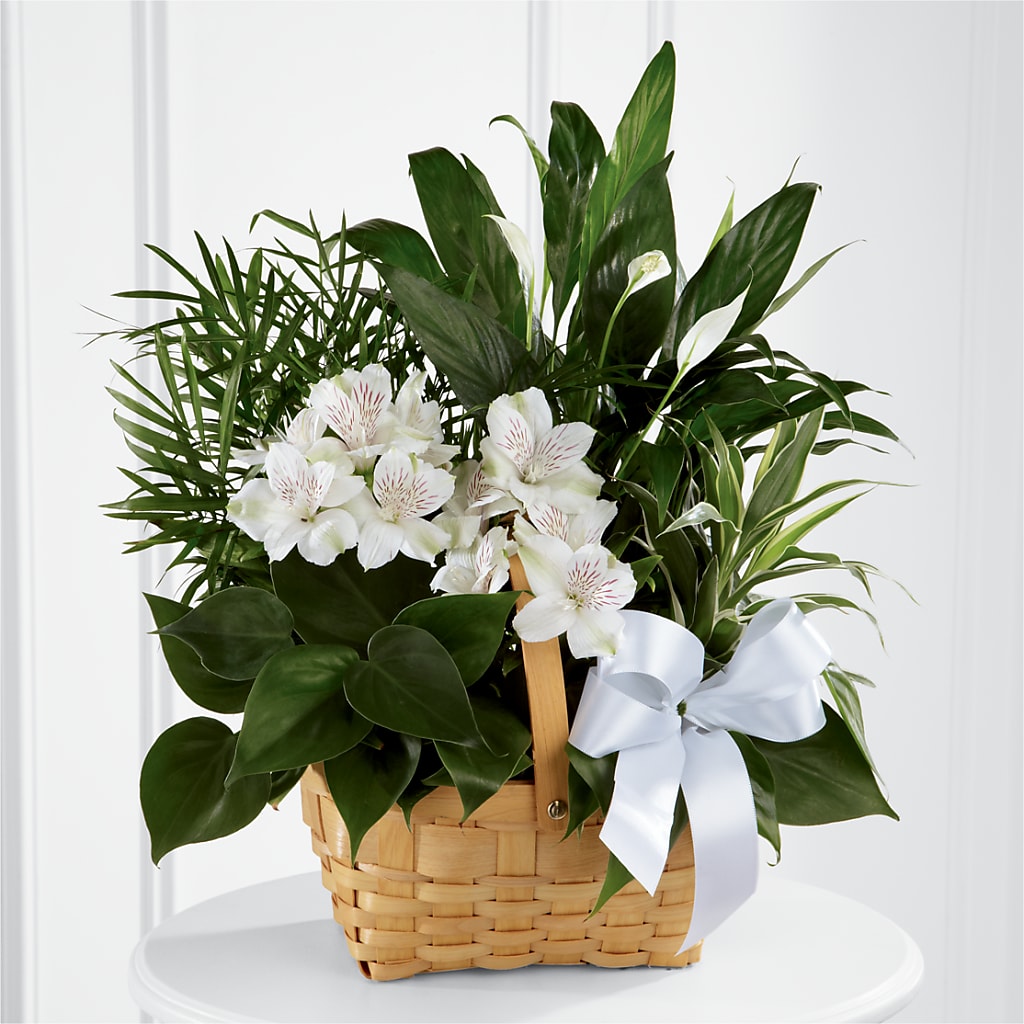 Peace & Serenity Dishgarden – Heaven Sent Florist, El Paso TX