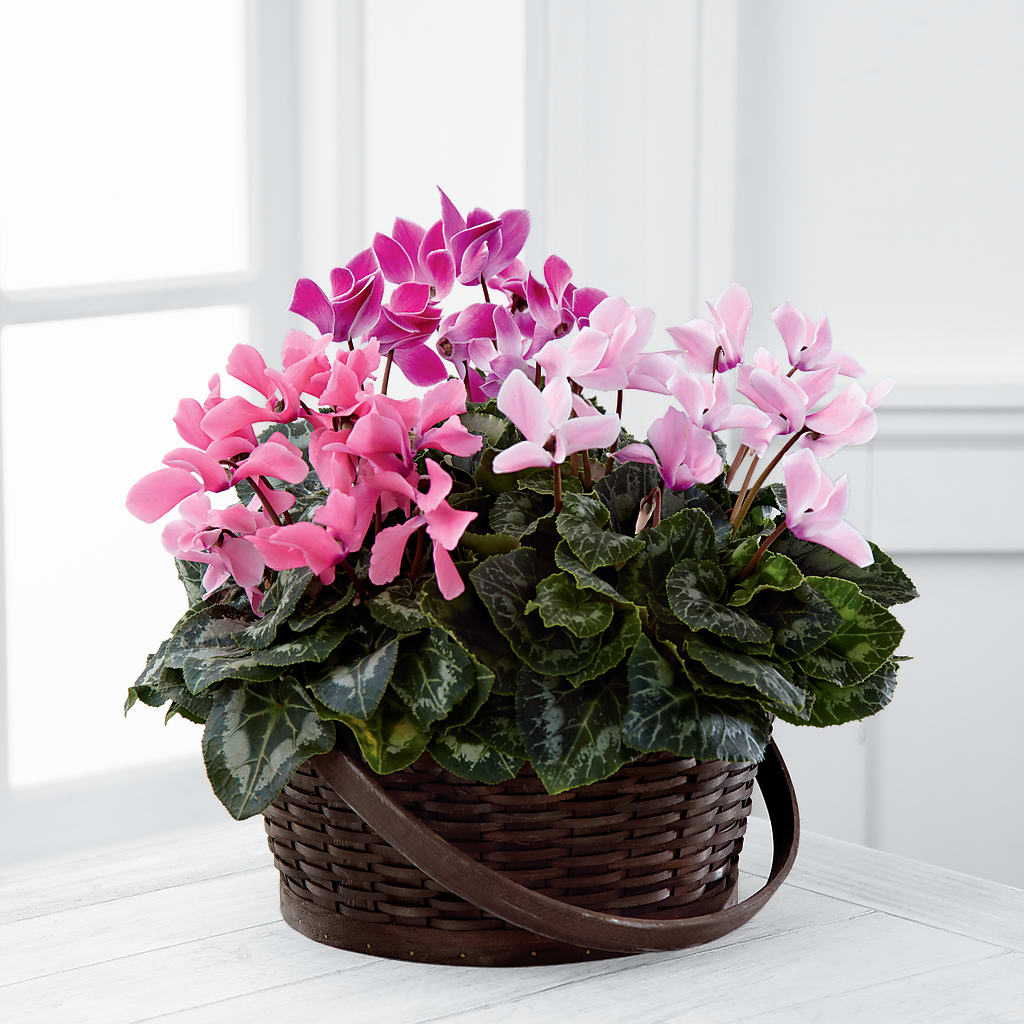 Mixed Cyclamen Planter – Heaven Sent Florist, El Paso TX