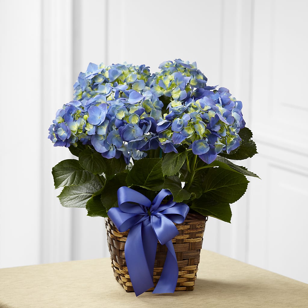 Blue Hydrangea Planter – Heaven Sent Florist, El Paso TX