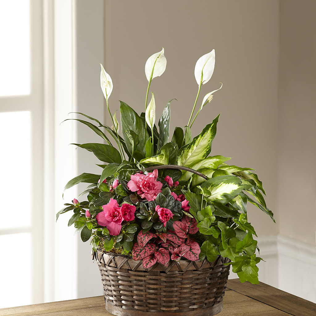 Dream in Pink Dishgarden – Heaven Sent Florist, El Paso TX