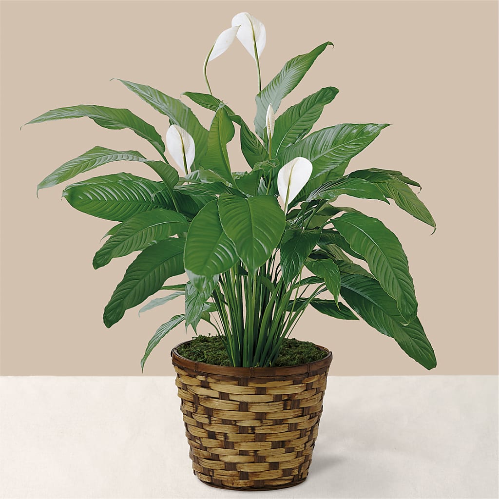Tranquil Moments Peace Lily Plant – Heaven Sent Florist, El Paso TX