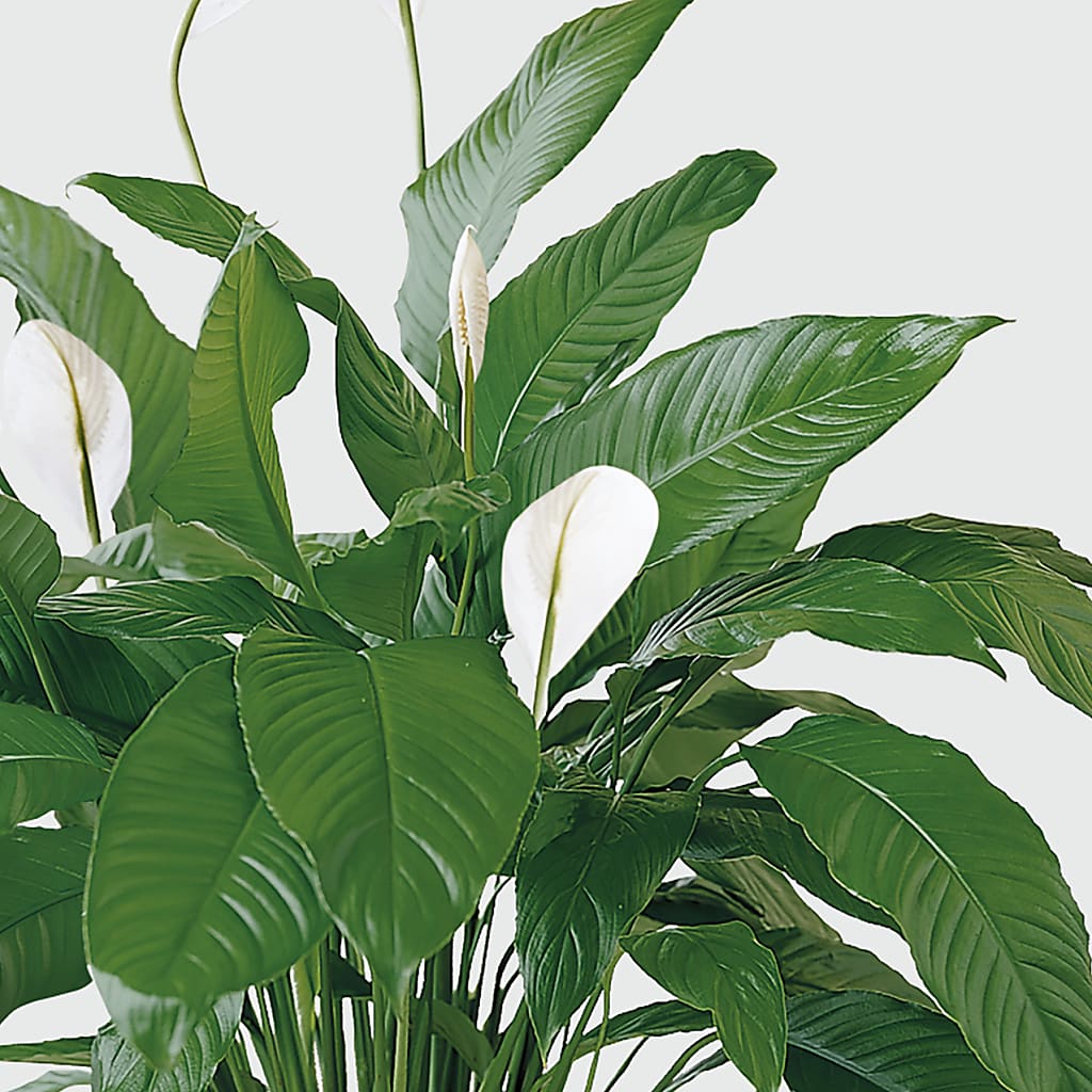 Tranquil Moments Peace Lily Plant – Heaven Sent Florist, El Paso TX
