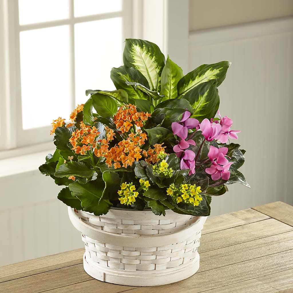 Color Crush Dishgarden – Heaven Sent Florist, El Paso TX
