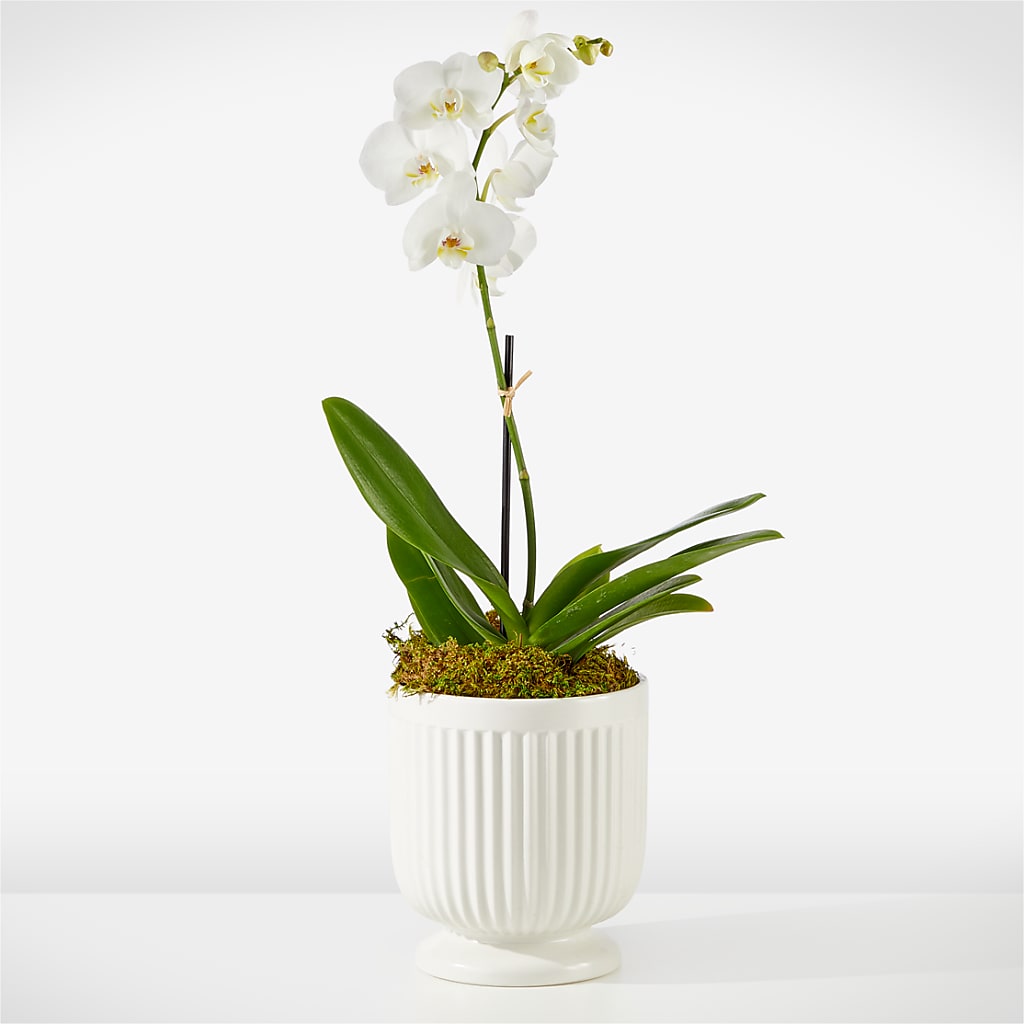 Whispering White Orchid – Heaven Sent Florist, El Paso TX