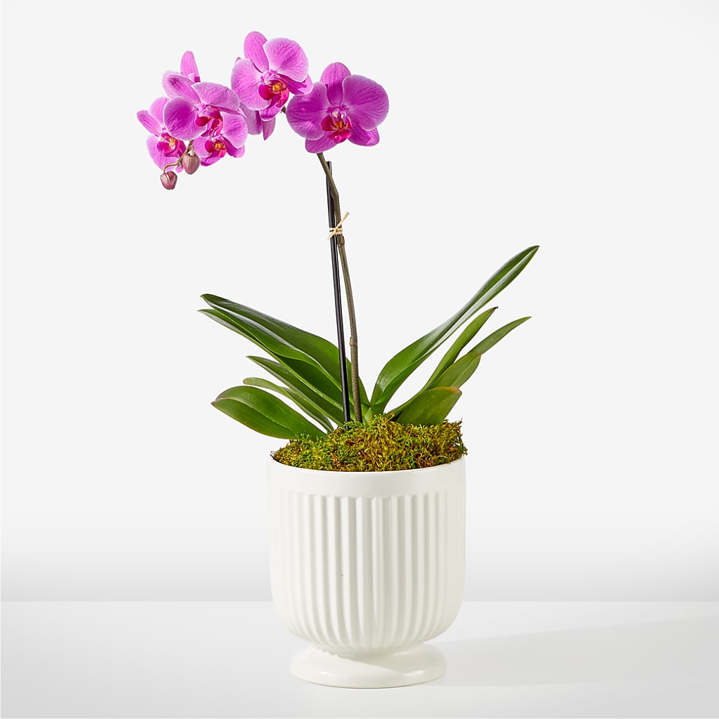 Friendly Fuchsia Orchid – Heaven Sent Florist, El Paso TX