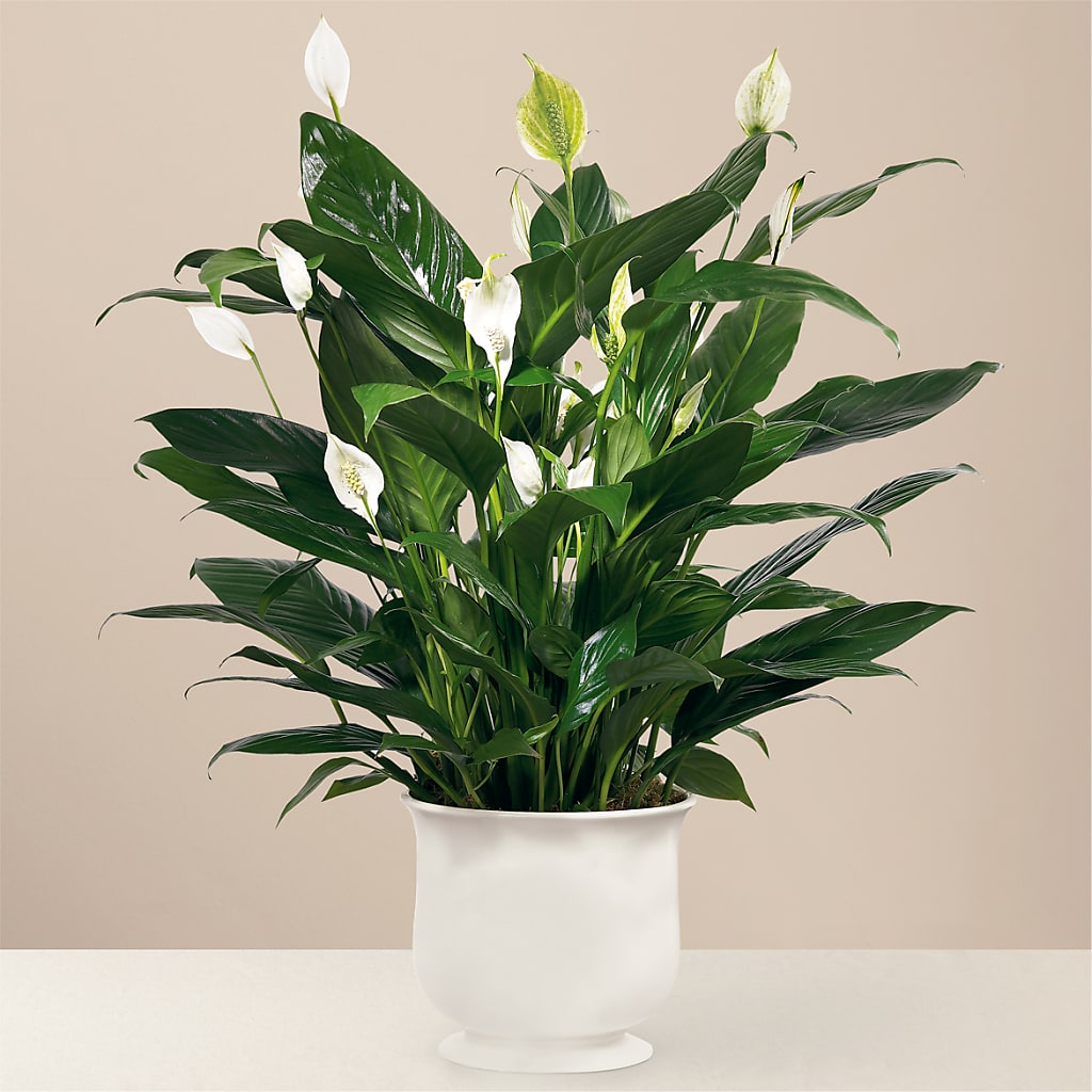 Comfort Planter – Heaven Sent Florist, El Paso TX