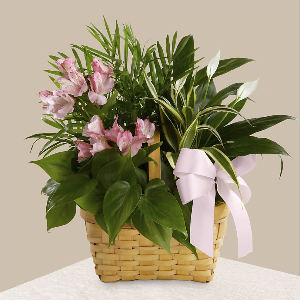 Living Spirit Dishgarden – Heaven Sent Florist, El Paso TX
