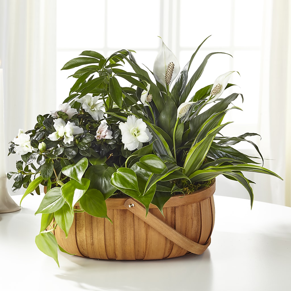 Serene Dishgarden – Heaven Sent Florist, El Paso TX