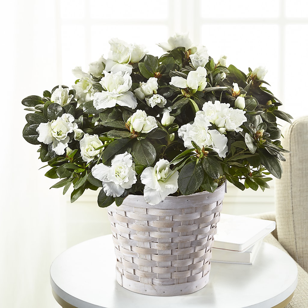 White Azalea Plant – Heaven Sent Florist, El Paso TX