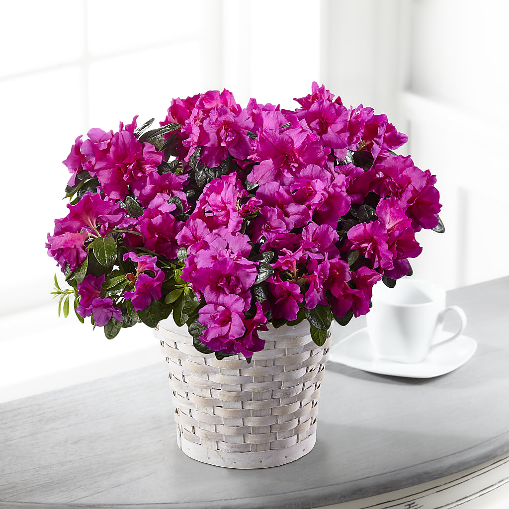 Hope & Serenity Azalea Plant – Heaven Sent Florist, El Paso TX