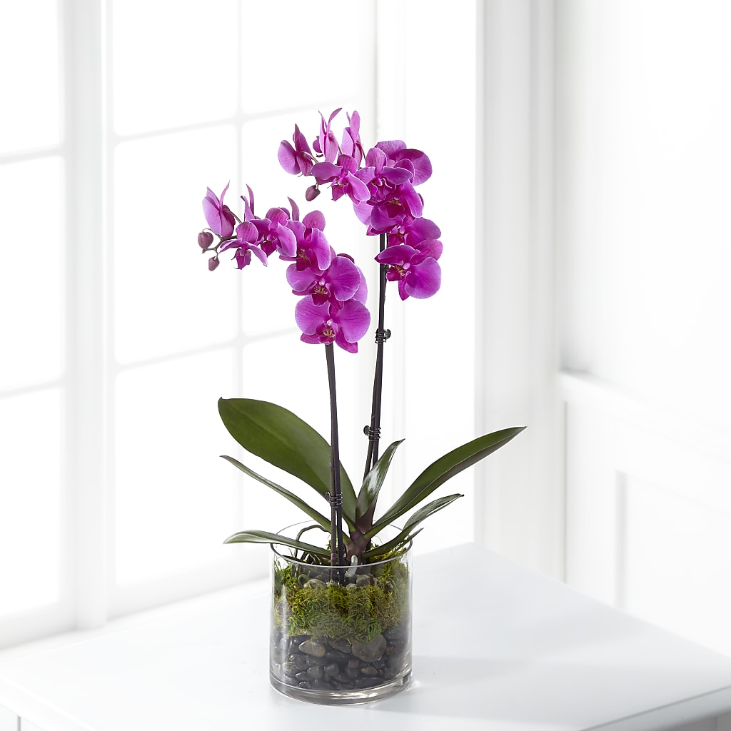 Pink Orchid Plant – Heaven Sent Florist, El Paso TX