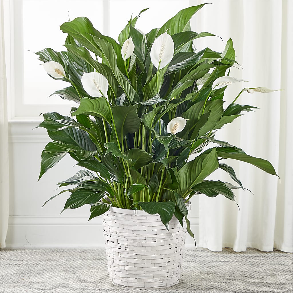 A New Leaf Peace Lily – Heaven Sent Florist, El Paso TX