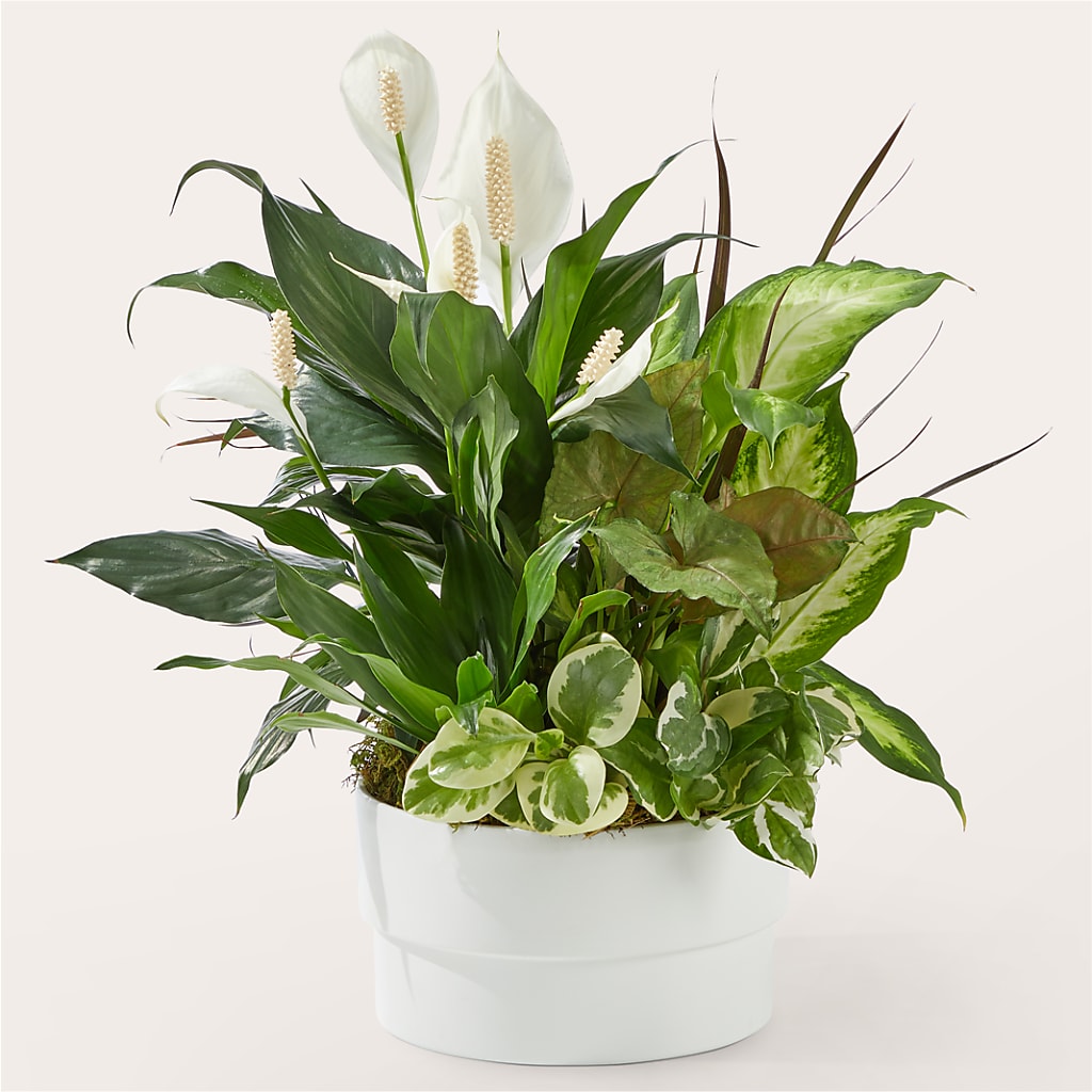Radiating Positivity Dishgarden – Heaven Sent Florist, El Paso TX