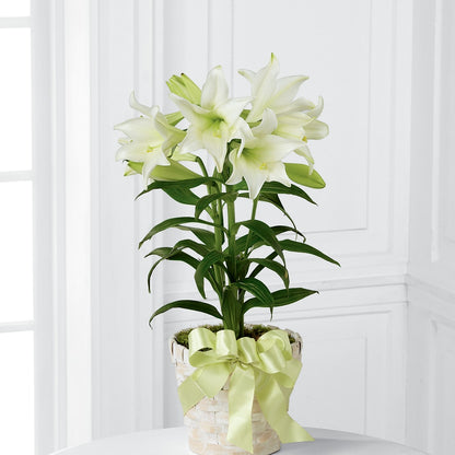 Easter Lily Plant –  Heaven Sent Florist, El Paso TX
