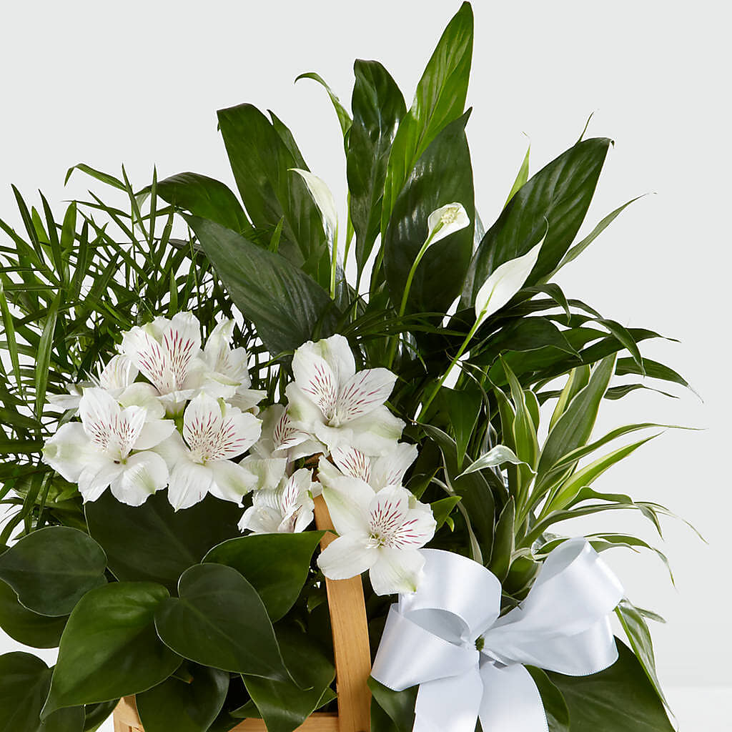 Peace & Serenity Dishgarden –  Heaven Sent Florist, El Paso TX