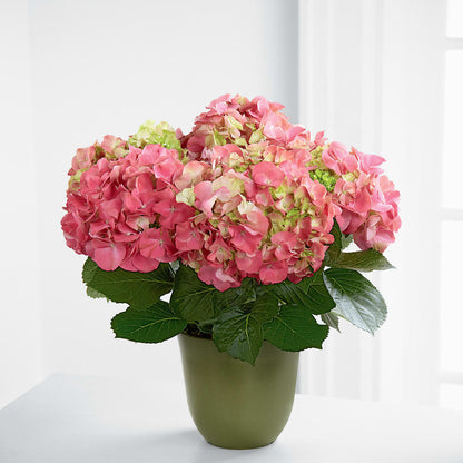 Pink Hydrangea Planter –  Heaven Sent Florist, El Paso TX