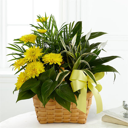 Loving Light Dishgarden –  Heaven Sent Florist, El Paso TX