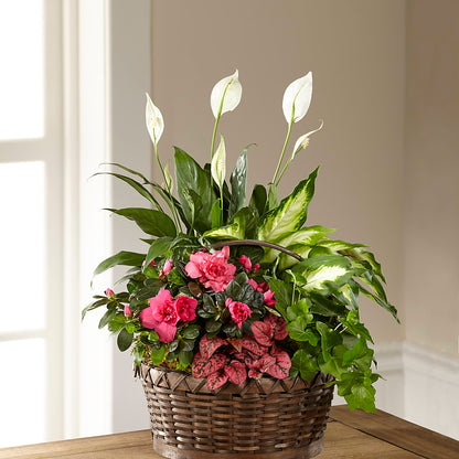 Dream in Pink Dishgarden –  Heaven Sent Florist, El Paso TX