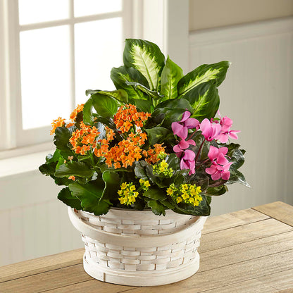 Color Crush Dishgarden –  Heaven Sent Florist, El Paso TX