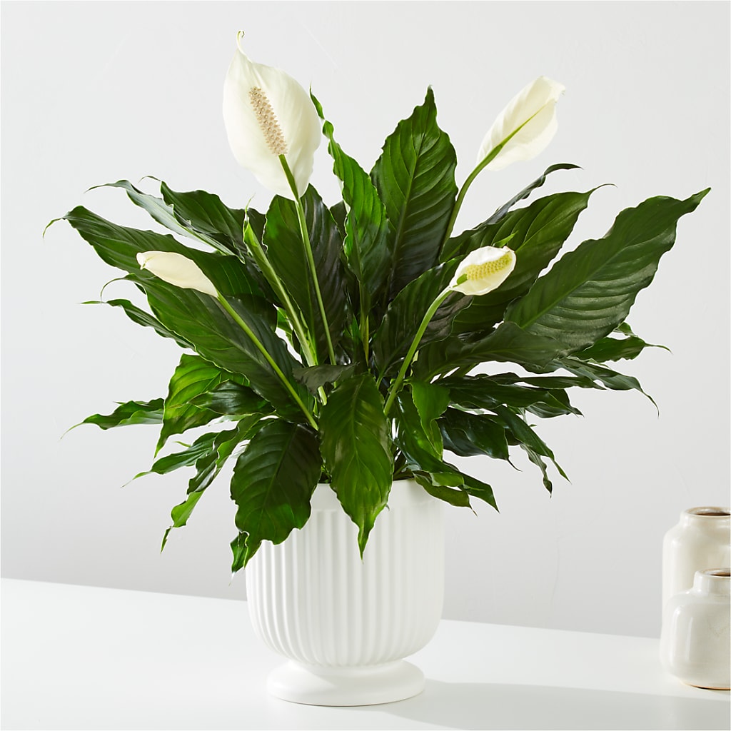 Comfort Planter –  Heaven Sent Florist, El Paso TX