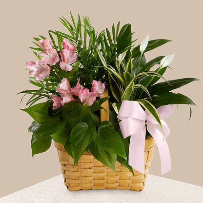 Living Spirit Dishgarden –  Heaven Sent Florist, El Paso TX