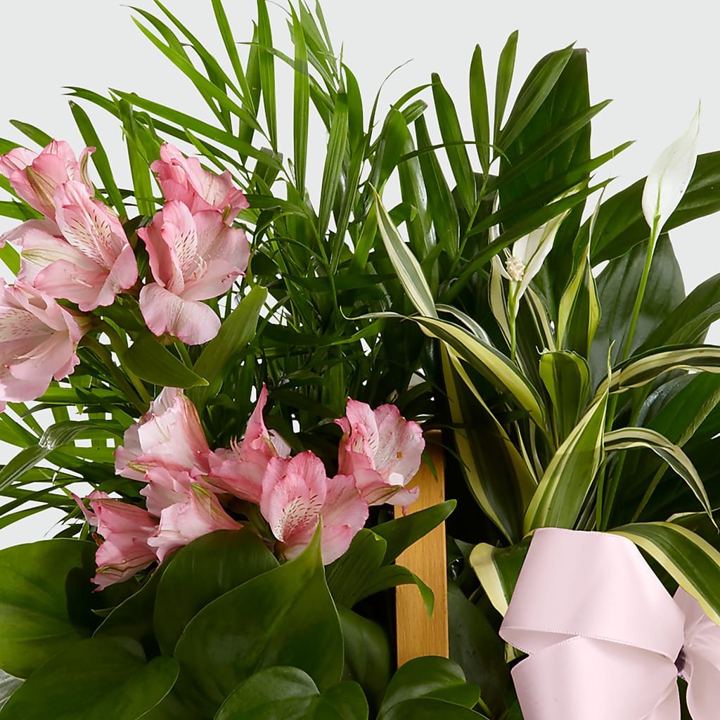 Living Spirit Dishgarden –  Heaven Sent Florist, El Paso TX