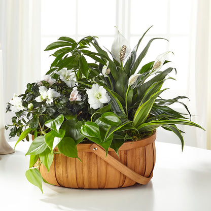 Serene Dishgarden –  Heaven Sent Florist, El Paso TX