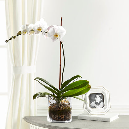 White Orchid Planter –  Heaven Sent Florist, El Paso TX